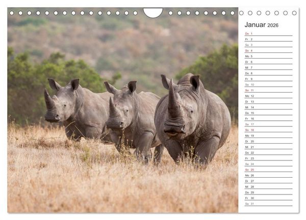 Produktbild: Emotionale Momente: Nash&ouml;rner (Wandkalender 2026 DIN A4 quer), CALVENDO Monatskalender