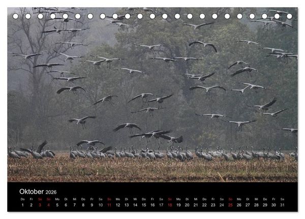 Produktbild: Kranich-Land Brandenburg (Tischkalender 2026 DIN A5 quer), CALVENDO Monatskalender