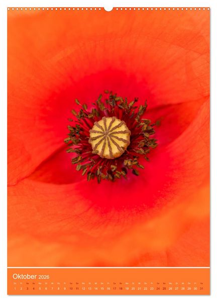 Produktbild: Mohnblumen - kraftvoll und zart (Wandkalender 2026 DIN A2 hoch), CALVENDO Monatskalender