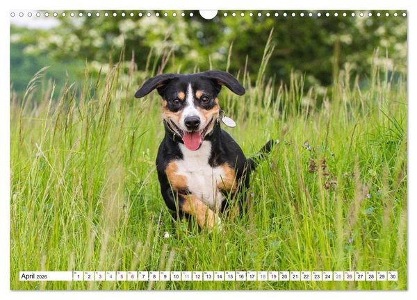 Produktbild: Mein bester Freund - Entlebucher Sennenhund (Wandkalender 2026 DIN A3 quer), CALVENDO Monatskalender