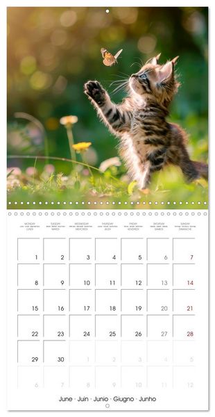 Produktbild: KITTEN Cuteness overload (Wall Calendar 2026 12 &times; 12 Inch) CALVENDO 12 Month Wall Calendar