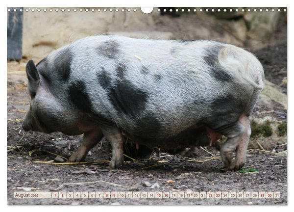 Produktbild: Tierische Schweinerei (Wandkalender 2026 DIN A3 quer), CALVENDO Monatskalender