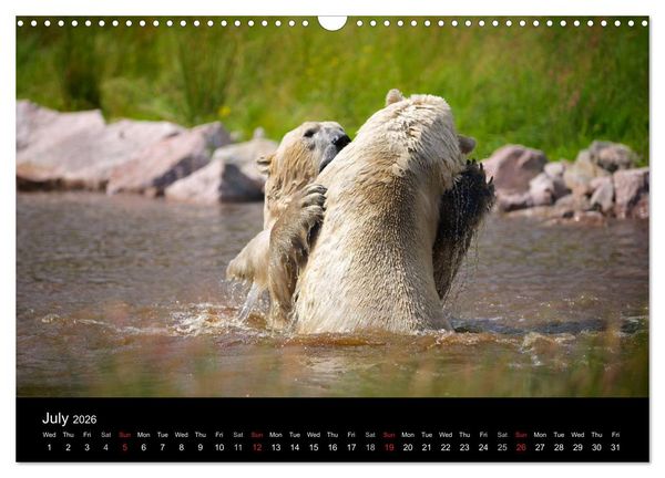 Produktbild: POLAR BEARS - ARCTIC LEGENDS (Wall Calendar 2026 DIN A3 landscape), CALVENDO 12 Month Wall Calendar