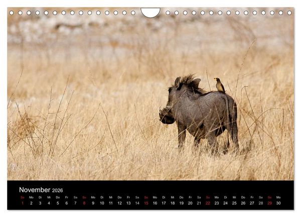 Produktbild: Wildlife Namibia (Wandkalender 2026 DIN A4 quer), CALVENDO Monatskalender