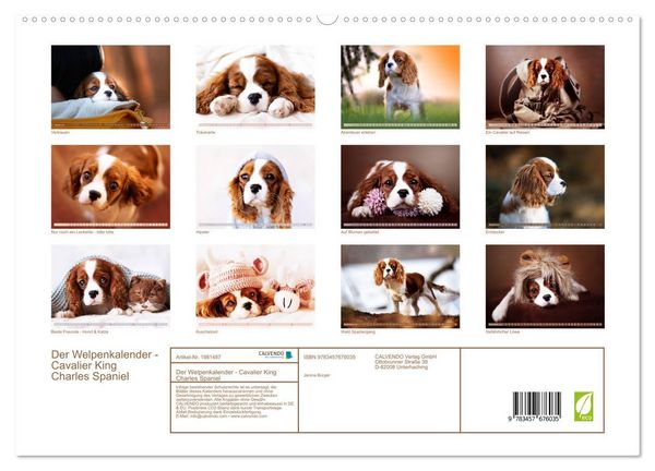 Produktbild: Der Welpenkalender - Cavalier King Charles Spaniel (hochwertiger Premium Wandkalender 2026 DIN A2 quer), Kunstdruck in Hochglanz