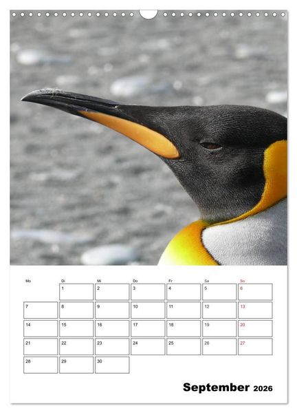 Produktbild: Pinguine. Familiengl&uuml;ck im Eis (Wandkalender 2026 DIN A3 hoch), CALVENDO Monatskalender