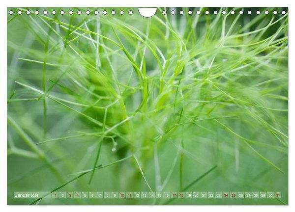 Produktbild: GR&Uuml;N Harmonie Wachstum Zufriedenheit (Wandkalender 2026 DIN A4 quer), CALVENDO Monatskalender