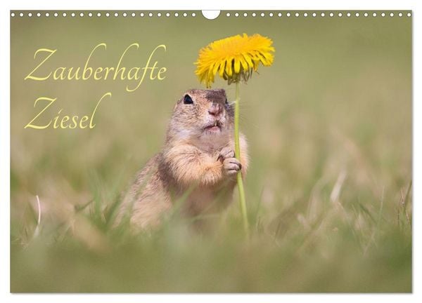 Produktbild: Zauberhafte Ziesel (Wandkalender 2026 DIN A3 quer), CALVENDO Monatskalender