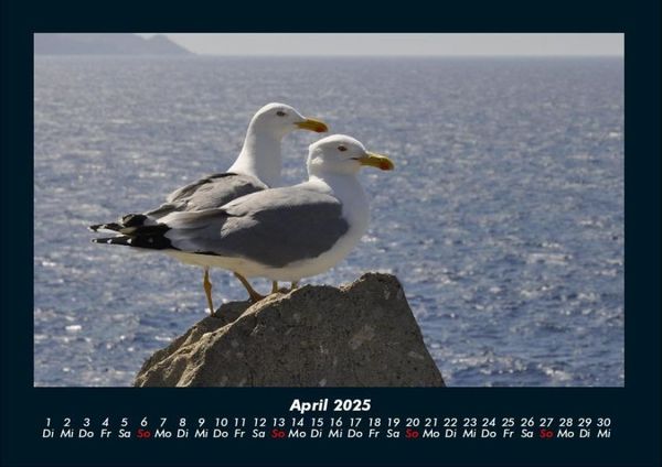 Produktbild: M&ouml;wen 2025 Fotokalender DIN A4