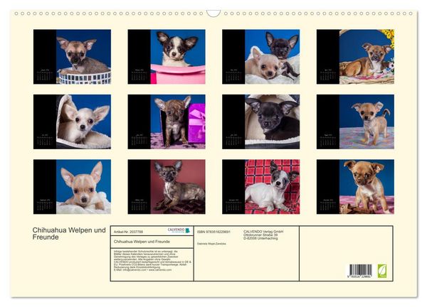 Produktbild: Chihuahua Welpen und Freunde (Wandkalender 2026 DIN A2 quer), CALVENDO Monatskalender