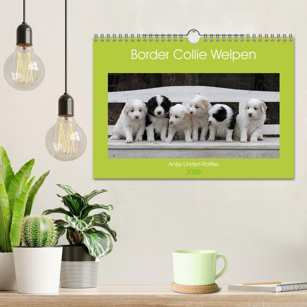 Produktbild: Border Collie Welpen (Wandkalender 2026 DIN A4 quer), CALVENDO Monatskalender