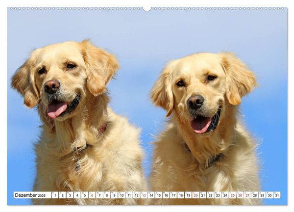 Produktbild: Golden Retriever ein treuer Begleiter (Wandkalender 2026 DIN A2 quer), CALVENDO Monatskalender
