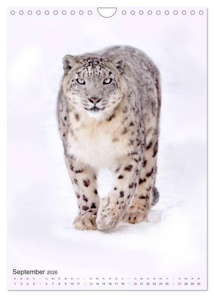 Produktbild: Tiere in Wei&szlig; (Wandkalender 2026 DIN A4 hoch), CALVENDO Monatskalender
