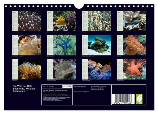 Produktbild: Die Welt der Riffe. Seesterne, Korallen, Anemonen (Wandkalender 2026 DIN A4 quer), CALVENDO Monatskalender