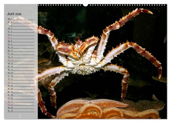 Produktbild: Krabben. Witzige Monster (Wandkalender 2026 DIN A2 quer), CALVENDO Monatskalender
