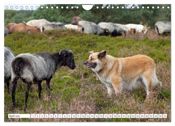Produktbild: Die L&uuml;neburger Heide - Ausflugsziel im Norden (Wandkalender 2026 DIN A4 quer), CALVENDO Monatskalender