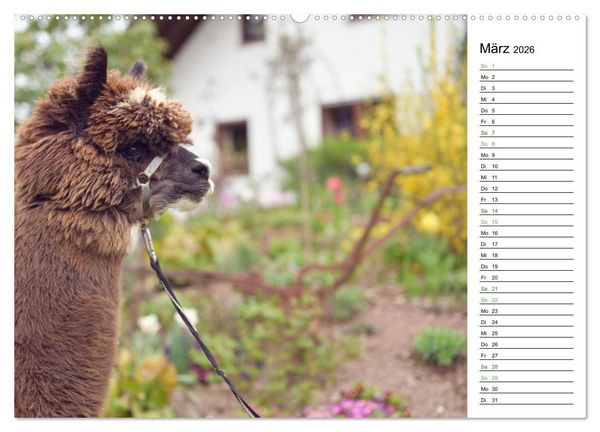 Produktbild: Alpakas im Paradies (Wandkalender 2026 DIN A2 quer), CALVENDO Monatskalender