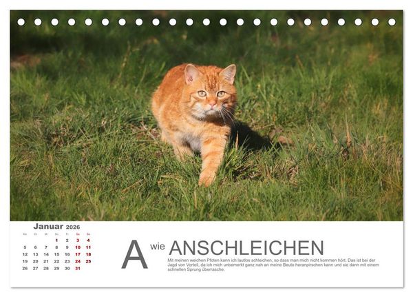 Produktbild: Katzen ABC (Tischkalender 2026 DIN A5 quer), CALVENDO Monatskalender