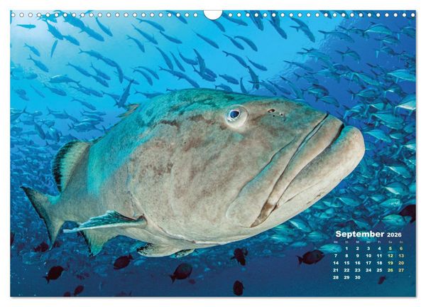 Produktbild: Tiere des Meeres: Faszination Tauchen (Wandkalender 2026 DIN A3 quer), CALVENDO Monatskalender