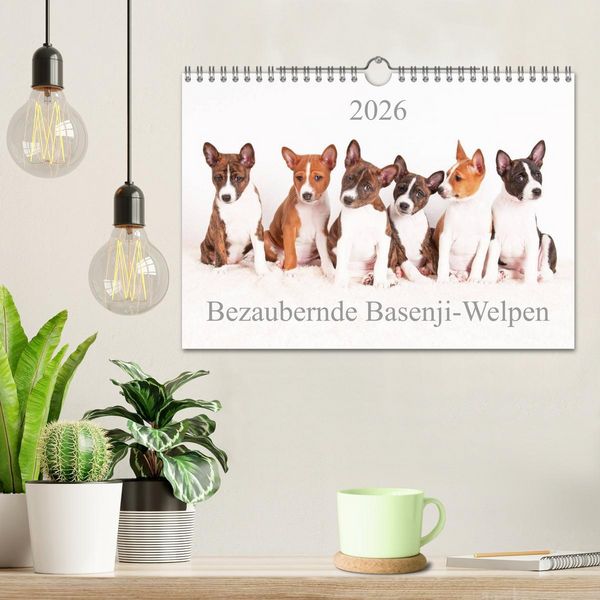 Produktbild: Bezaubernde Basenji-Welpen (Wandkalender 2026 DIN A4 quer), CALVENDO Monatskalender