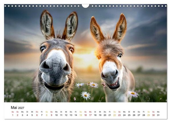 Produktbild: Esel - Humor mit langen Ohren (Wandkalender 2027 DIN A3 quer), CALVENDO Monatskalender