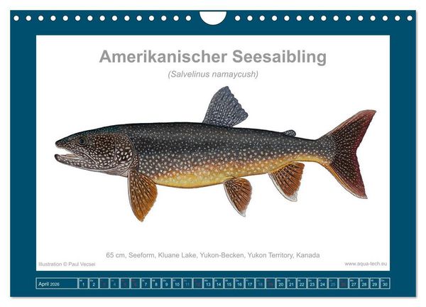 Produktbild: Fisch als Kunst 2026: Amerikanische Saiblinge (Wandkalender 2026 DIN A4 quer), CALVENDO Monatskalender