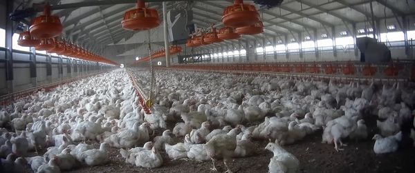 Produktbild: Food for Profit