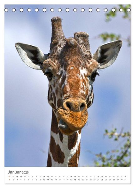 Produktbild: Giraffen - Die Grazien in Afrikas Savannen (Tischkalender 2026 DIN A5 hoch), CALVENDO Monatskalender