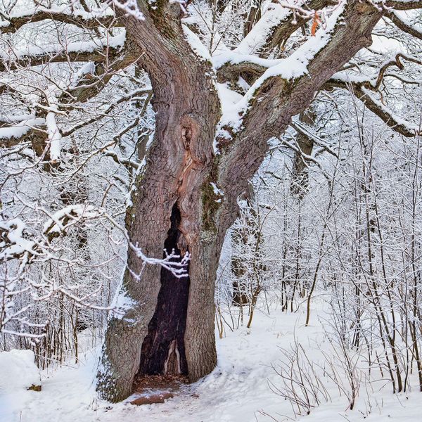 Produktbild: Die Kraft der B&auml;ume / The Power of Trees 2027