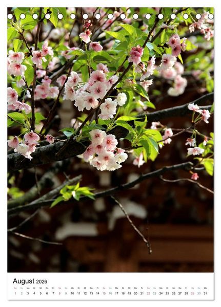 Produktbild: Japan - Kirschbl&uuml;ten (Tischkalender 2026 DIN A5 hoch), CALVENDO Monatskalender