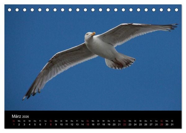 Produktbild: Spontane Fotografie - M&ouml;wen (Tischkalender 2026 DIN A5 quer), CALVENDO Monatskalender