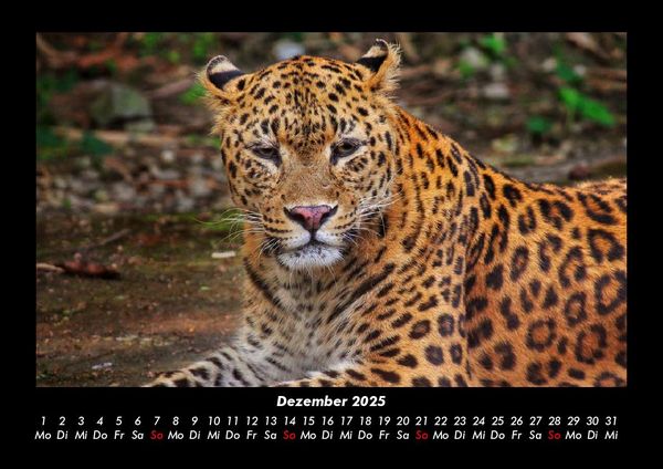 Produktbild: Tierkalender 2025 Fotokalender DIN A3