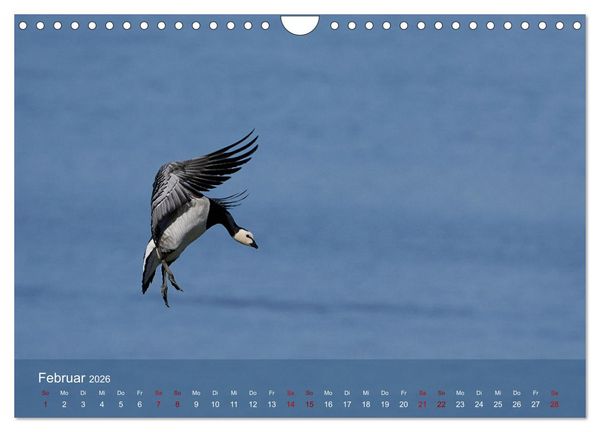 Produktbild: V&ouml;gel an Deutschlands K&uuml;sten (Wandkalender 2026 DIN A4 quer), CALVENDO Monatskalender