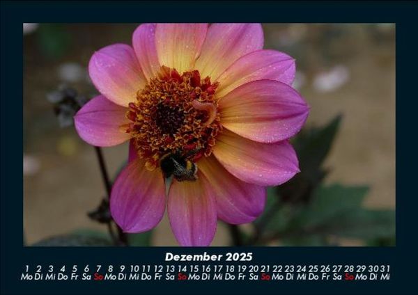 Produktbild: Pflanzen und Bl&uuml;ten 2025 Fotokalender DIN A5