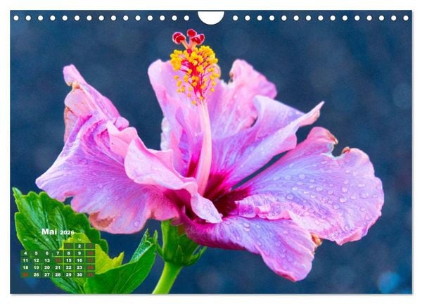 Produktbild: Lanzarote - Land der schwarzen Erde (Wandkalender 2026 DIN A4 quer), CALVENDO Monatskalender