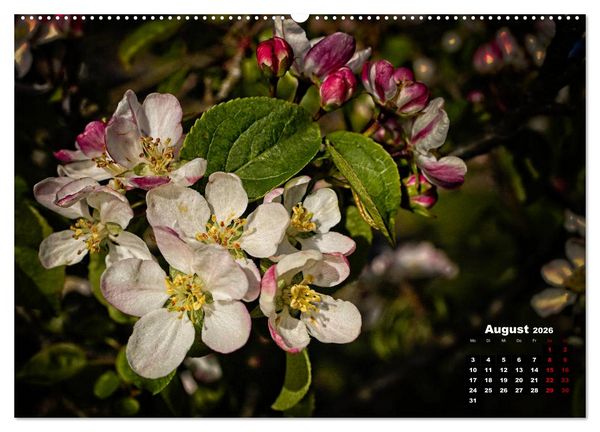 Produktbild: B&auml;ume im Detail (hochwertiger Premium Wandkalender 2026 DIN A2 quer), Kunstdruck in Hochglanz