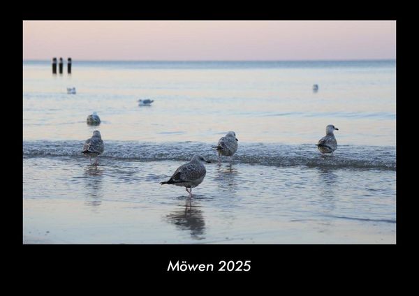 Produktbild: M&ouml;wen 2025 Fotokalender DIN A3