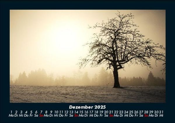 Produktbild: B&auml;ume 2025 Fotokalender DIN A5