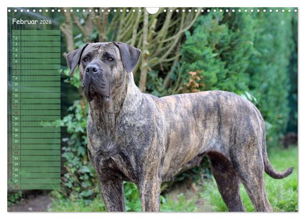Produktbild: Dogo Canario (Wandkalender 2026 DIN A3 quer), CALVENDO Monatskalender