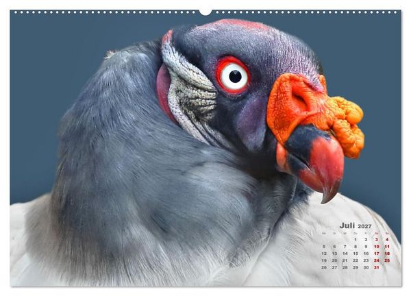 Produktbild: GEIERPORTR&Auml;TS (hochwertiger Premium Wandkalender 2027 DIN A2 quer), Kunstdruck in Hochglanz