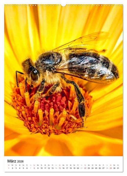 Produktbild: BIENEN - Kleine N&uuml;tzlinge ganz nah (hochwertiger Premium Wandkalender 2026 DIN A2 hoch), Kunstdruck in Hochglanz