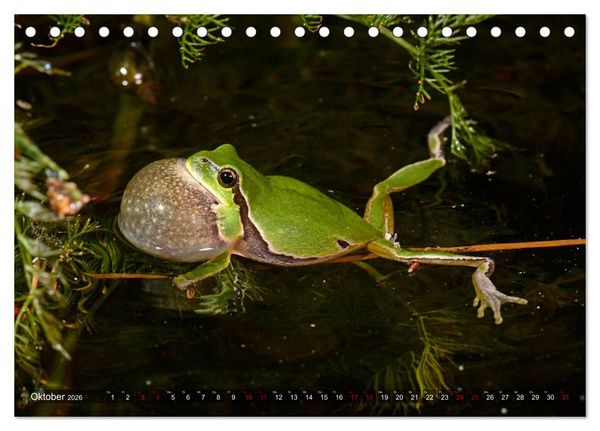 Produktbild: Heimische Amphibien (Tischkalender 2026 DIN A5 quer), CALVENDO Monatskalender