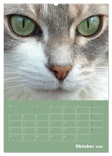 Produktbild: Cat Faces - Charakterstarke Katzengesichter ganz nah (Wandkalender 2026 DIN A2 hoch), CALVENDO Monatskalender