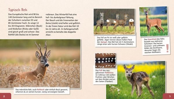 Produktbild: Meine gro&szlig;e Tierbibliothek: Das Reh