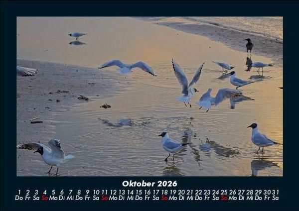 Produktbild: V&ouml;gel 2026 Fotokalender DIN A5