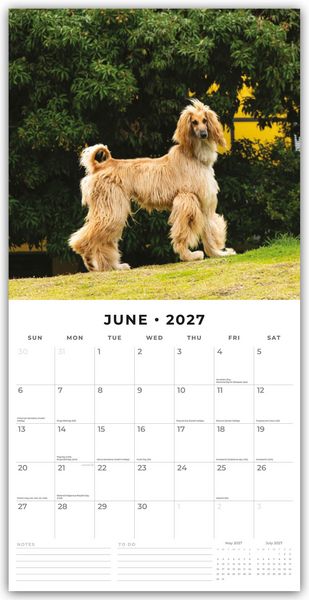 Produktbild: Afghans &ndash; Afghanischer Windhund 2027 &ndash; 16-Monatskalender