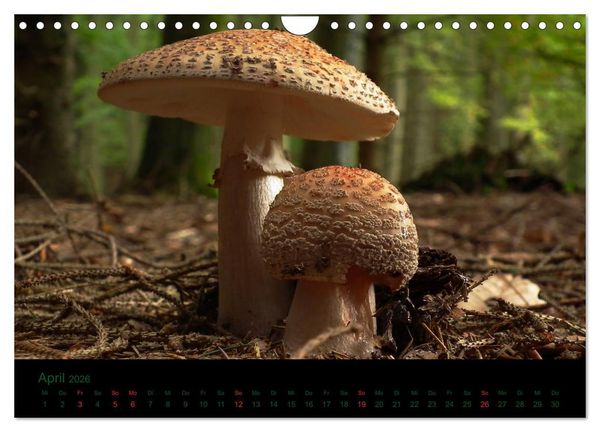 Produktbild: Im Reich der Pilze (Wandkalender 2026 DIN A4 quer), CALVENDO Monatskalender