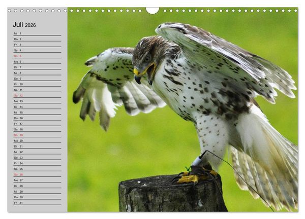 Produktbild: Falken und Greifv&ouml;gel - Edle J&auml;ger (Wandkalender 2026 DIN A3 quer), CALVENDO Monatskalender