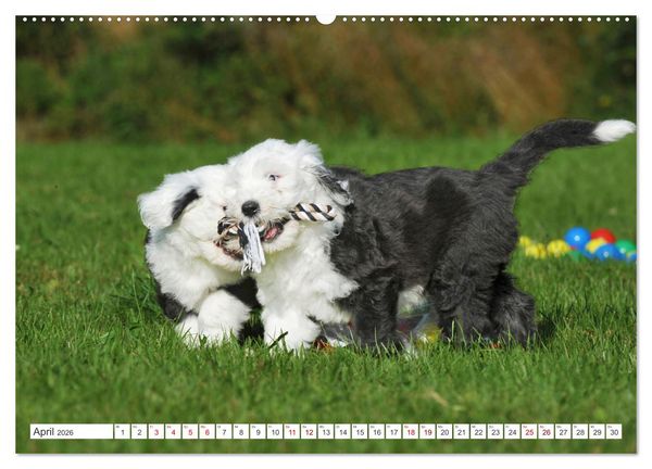 Produktbild: In der Kinderstube bei Familie Bobtail (Wandkalender 2026 DIN A2 quer), CALVENDO Monatskalender