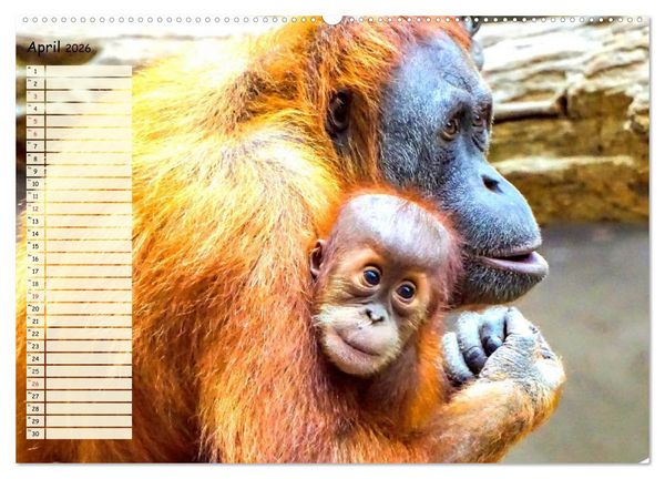 Produktbild: Zauberhafte Affenkinder. S&uuml;&szlig;er geht&acute;s nicht! (hochwertiger Premium Wandkalender 2026 DIN A2 quer), Kunstdruck in Hochglanz